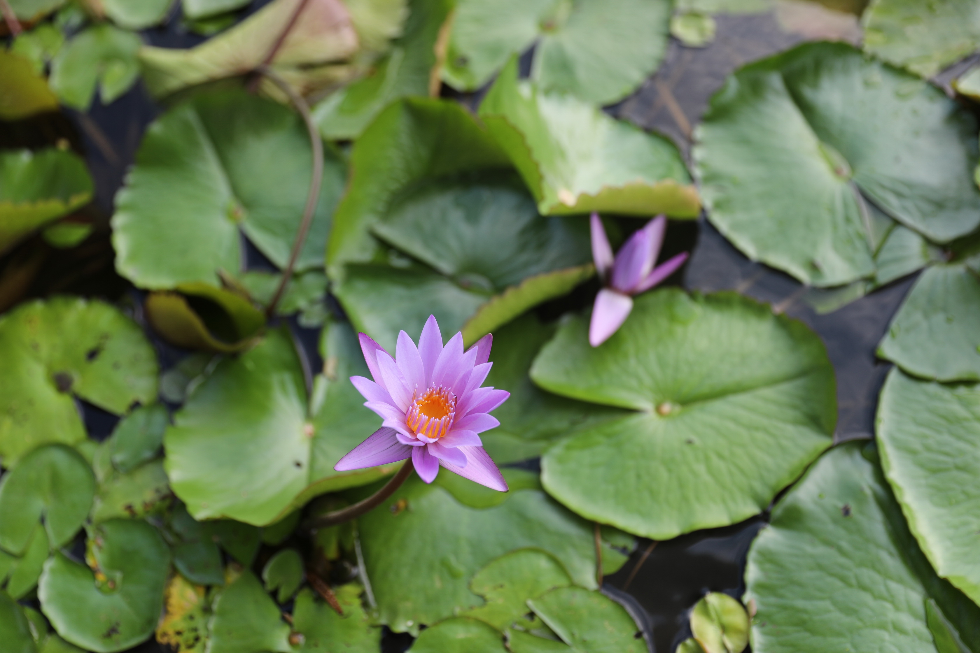 2020 02 02 18 50 13 Canon EOS 5D Mark IV 0038